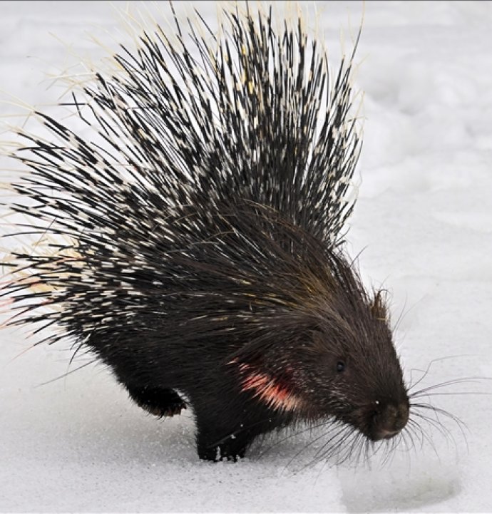Doğada nadir görülen kirpi tedavi altında