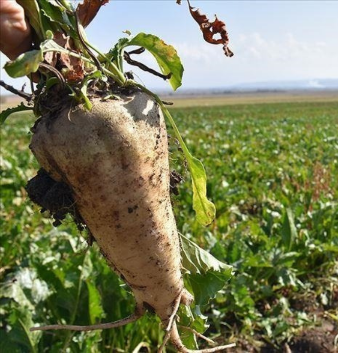 Pancar bedeli ödeme takvimi açıklandı