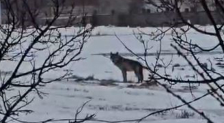 Sivas’ta aç kalan kurt yerleşim yerine indi