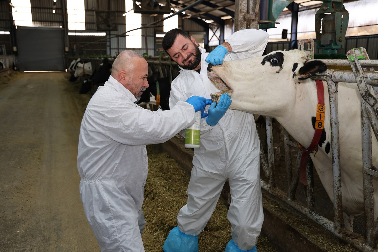 MAKÜ'den Şap Hastalığına Bitkisel Çözüm