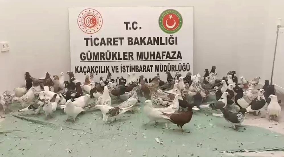 Kaçak canlı hayvan ticaretine geçit yok