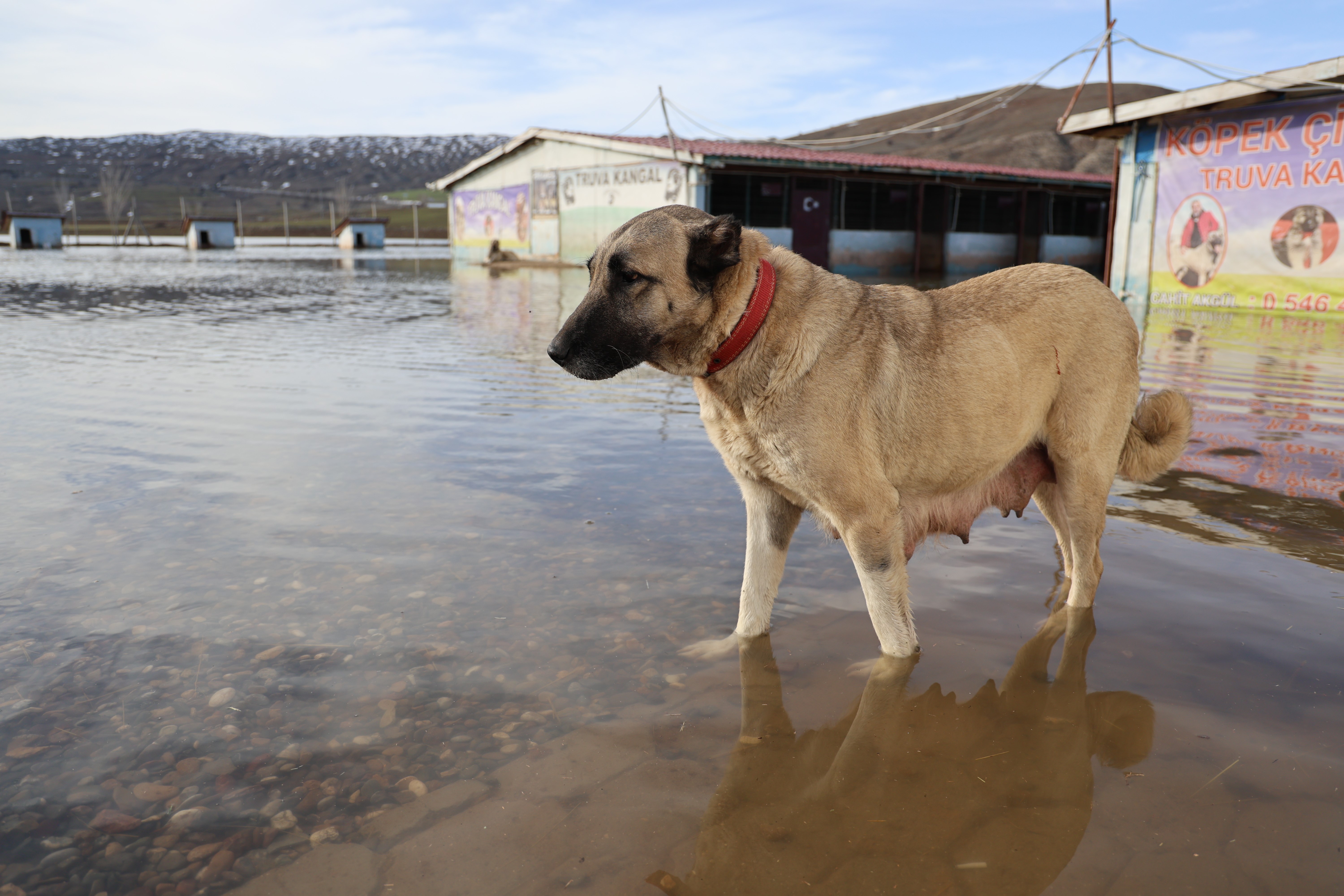 Sivas'ta Kangal köpeği üretim çiftliği sular altında kaldı