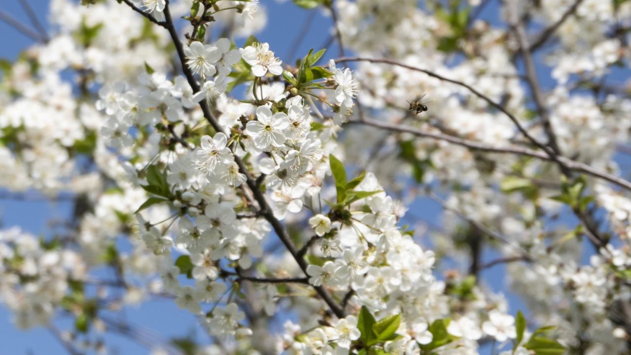 Baharın müjdecisi Cemre, havaya düştü!