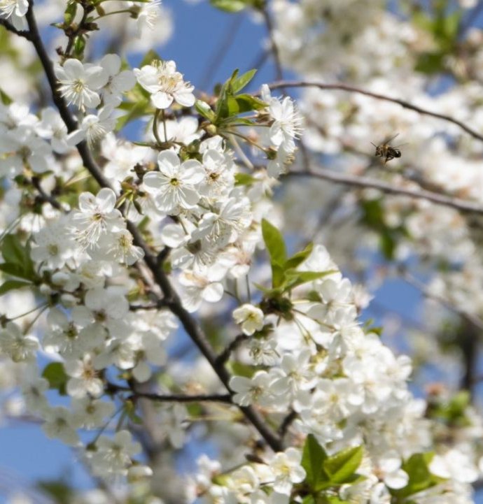 Baharın müjdecisi Cemre, havaya düştü!