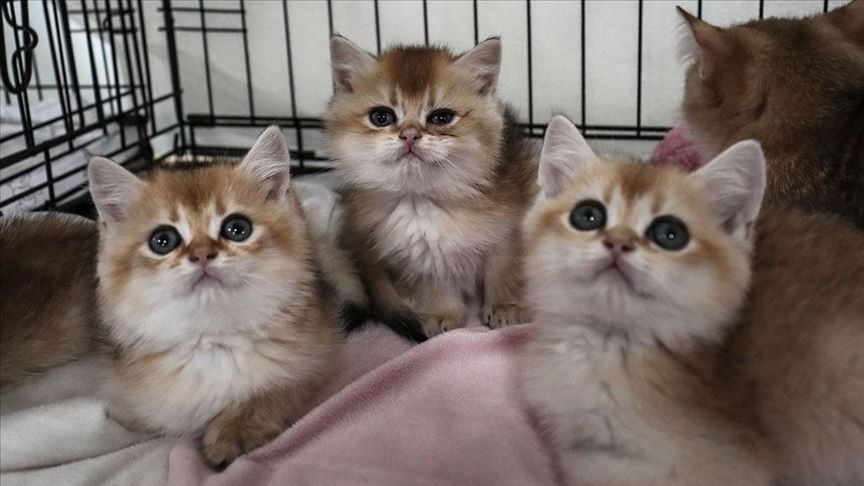 Kediler insanlara umut olabilir