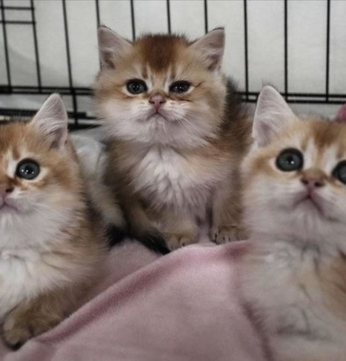 Kediler insanlara umut olabilir