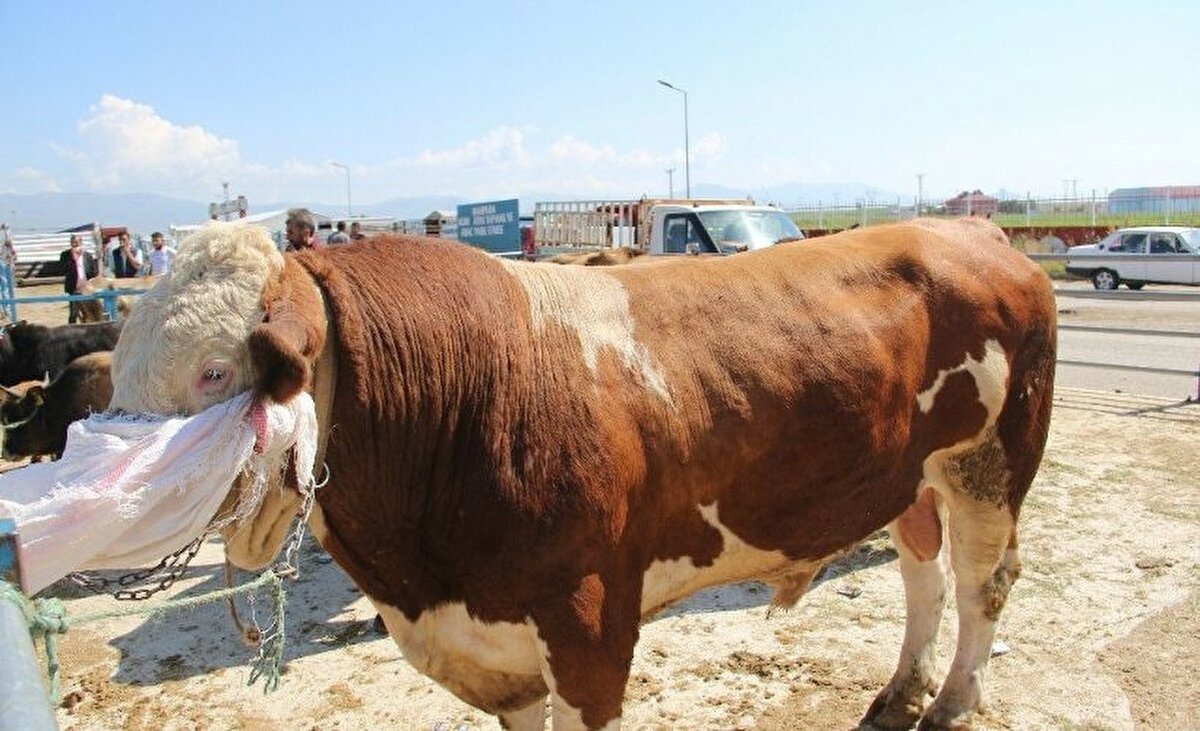 Sivas'ta ne kadar büyükbaş hayvan var?