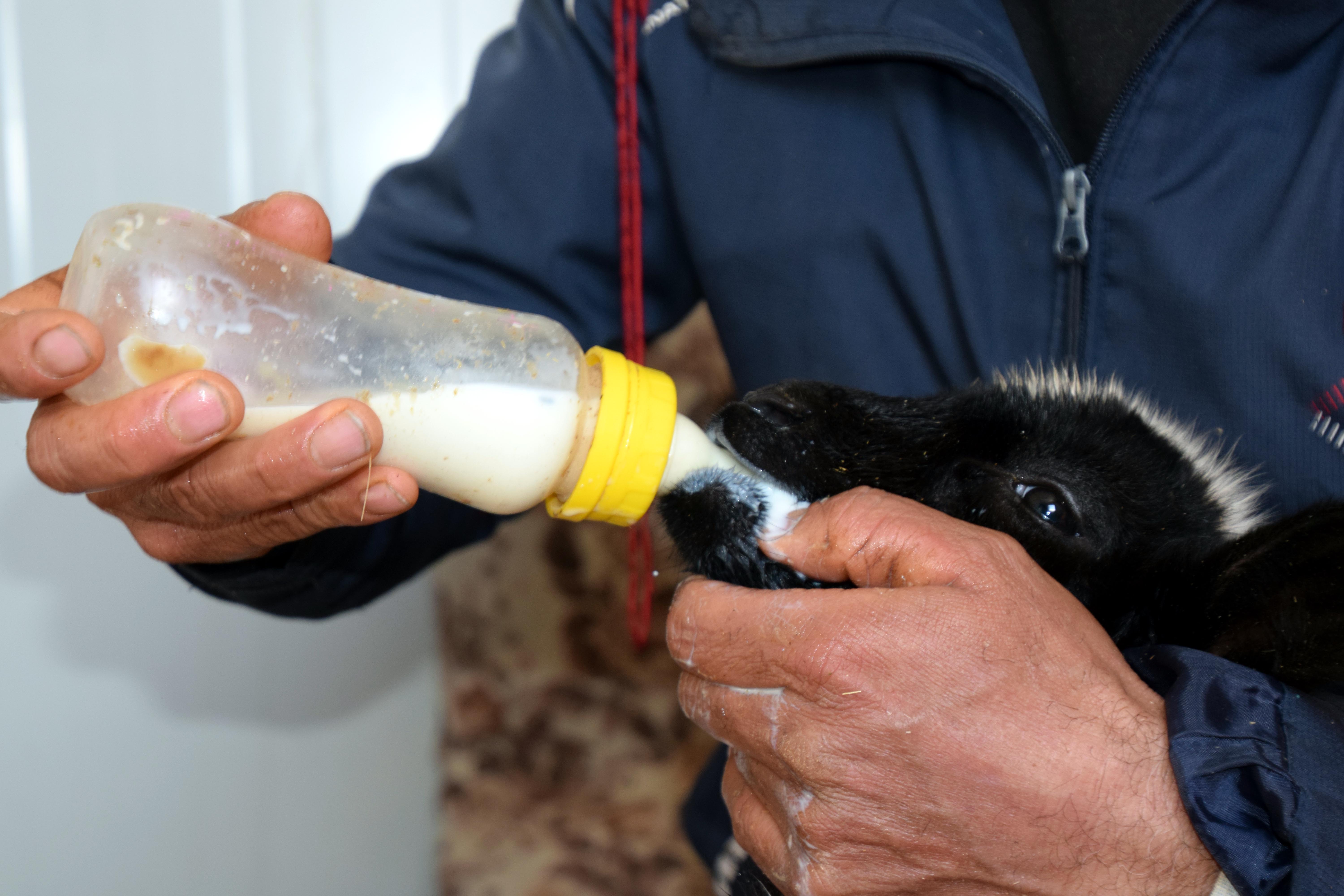 Annesi ölen ve ayağı kırılan kuzuya evinde bebek gibi bakıyor