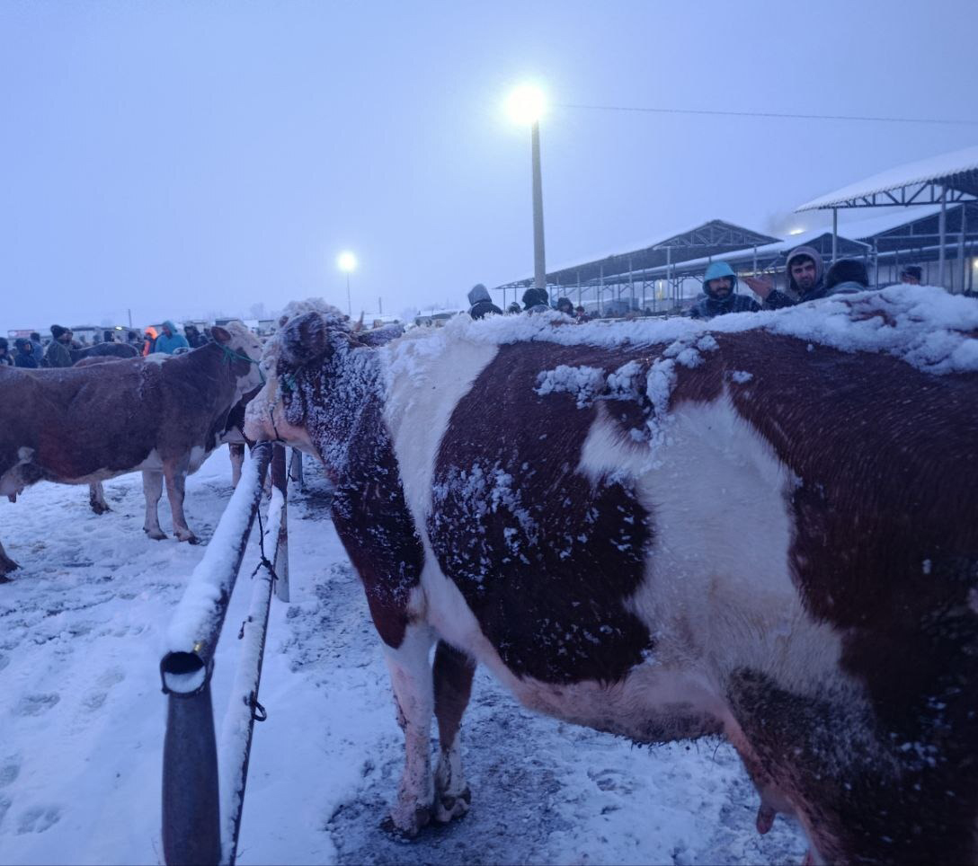 Şarkışla Hayvan Pazarı'nda kar sessizliği: Üretici dertli, alıcı yok!