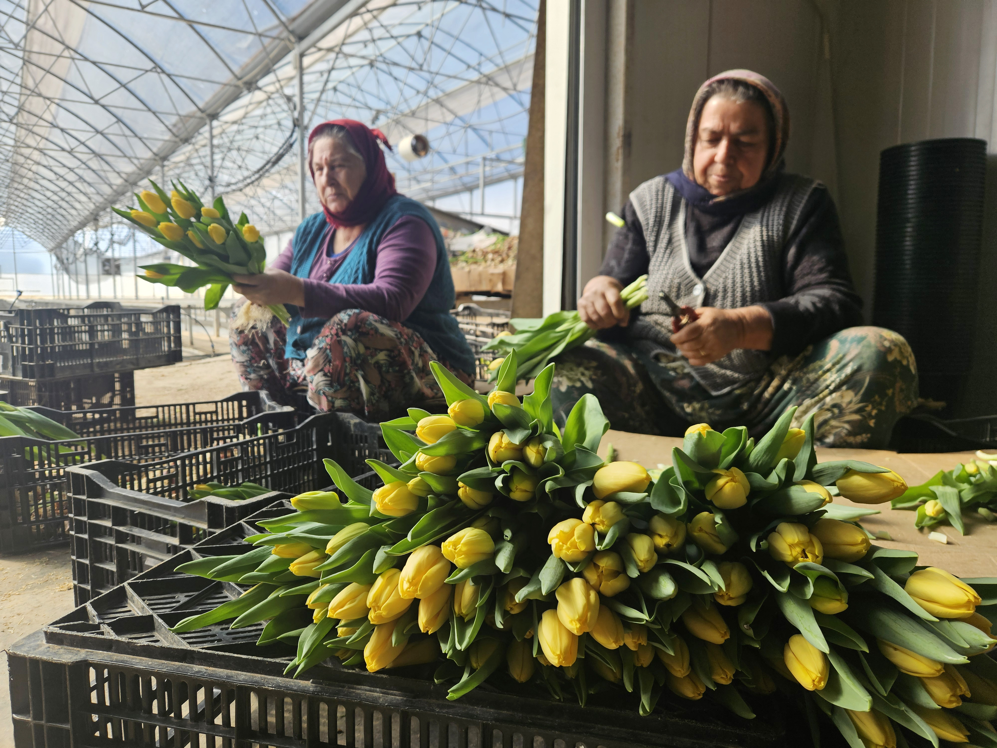 Türkiye’de tek! Toprak yok, gübre yok, sadece su var: İşte "suda lale"nin sırrı