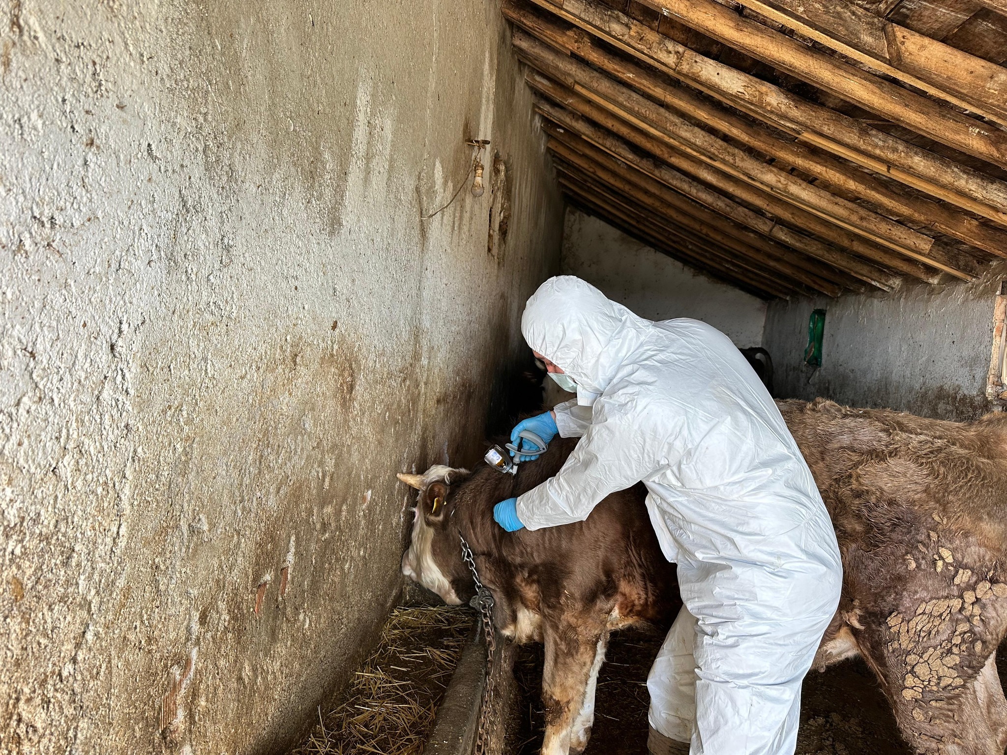 Sivas’ta ilkbahar dönemi şap aşılama çalışmaları başladı