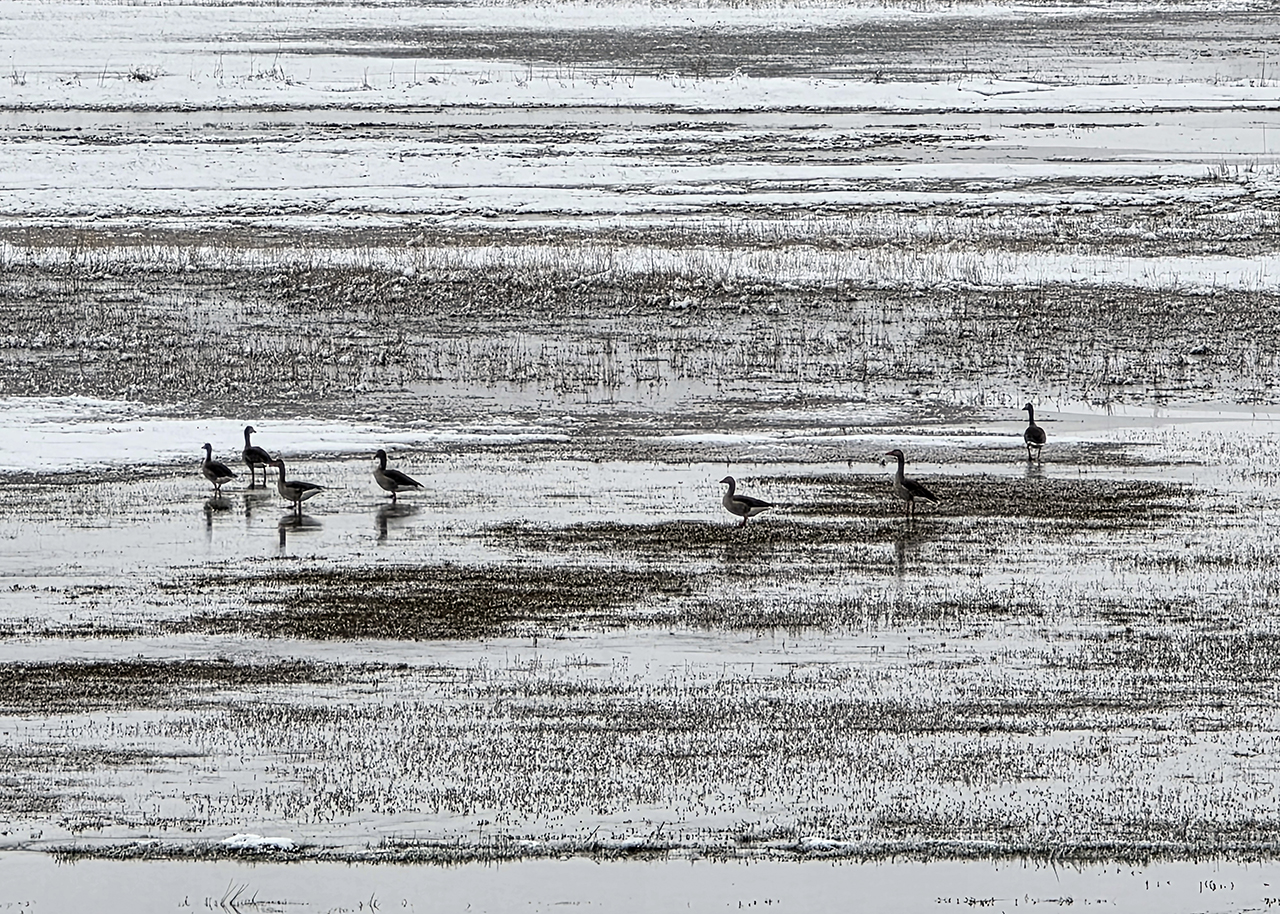 Sivas'ta yaban ördekleri yiyecek arayışında