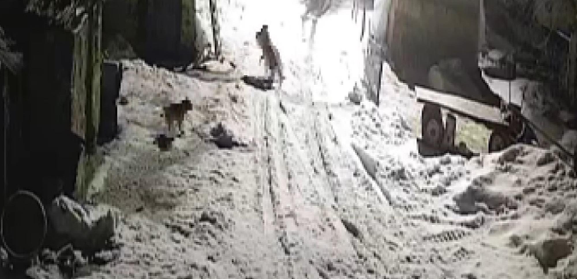 Köye inen kurtlar köpeği alıp götürdü