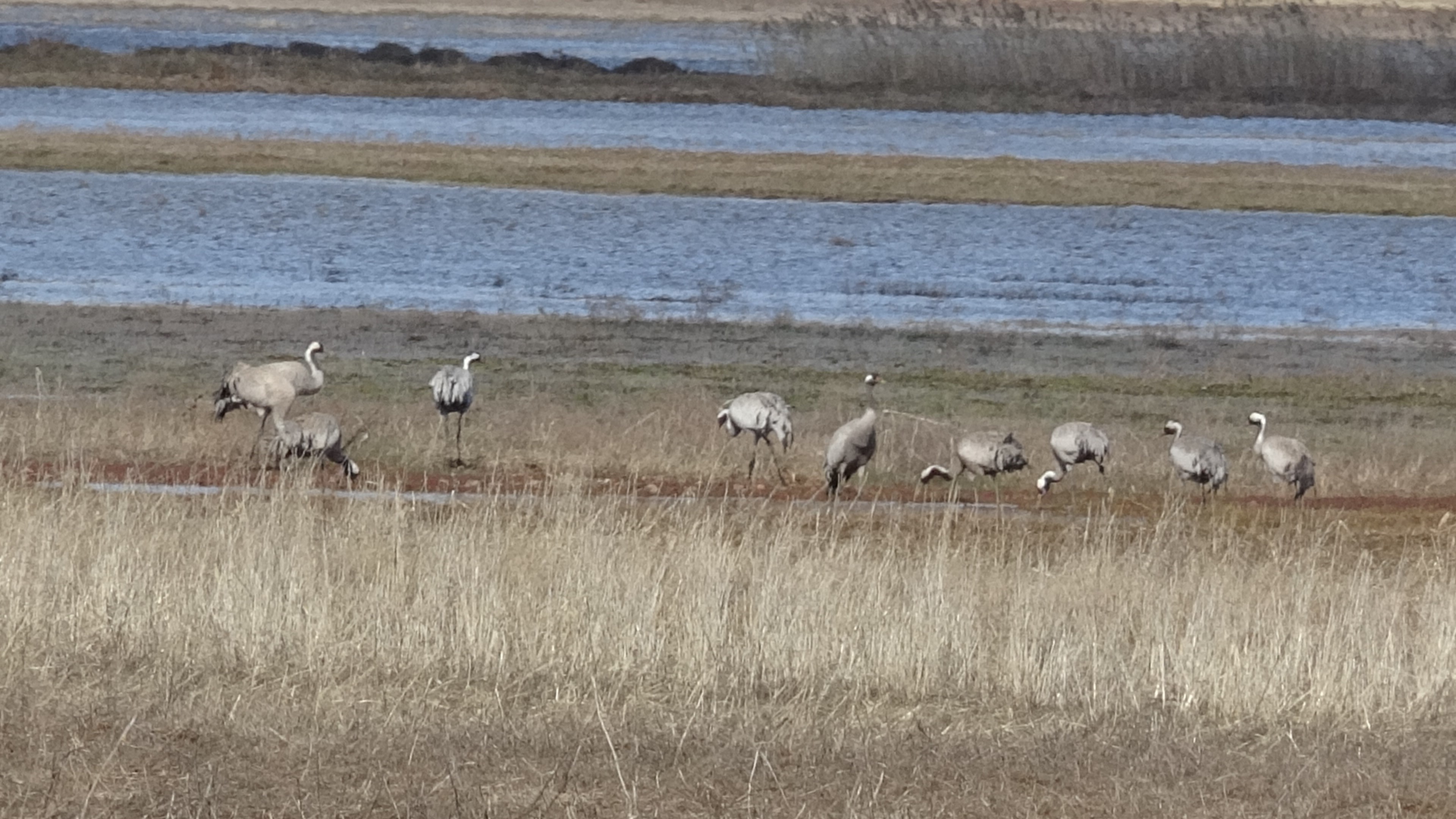 Sivas'ta baharın ilk habercilerinden turnalar kendini gösterdi