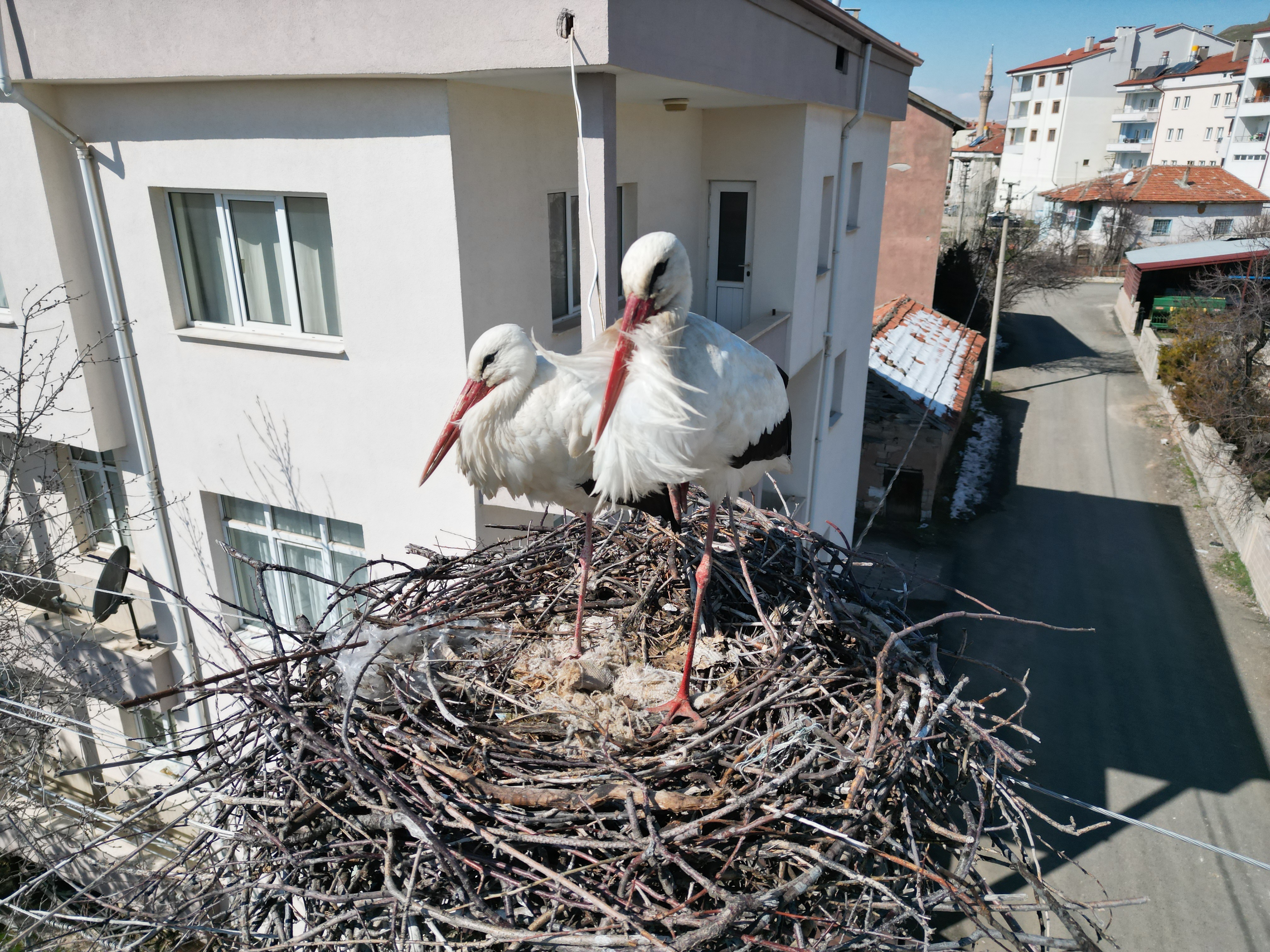 Sivas'ta 40 yıllık leylek yuvası yenilendi