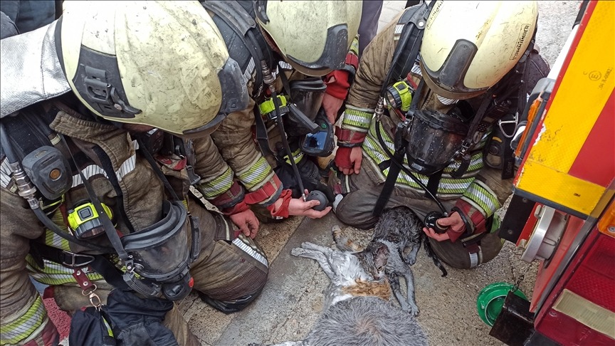 Yangından etkilenen kediler kalp masajıyla hayata döndü