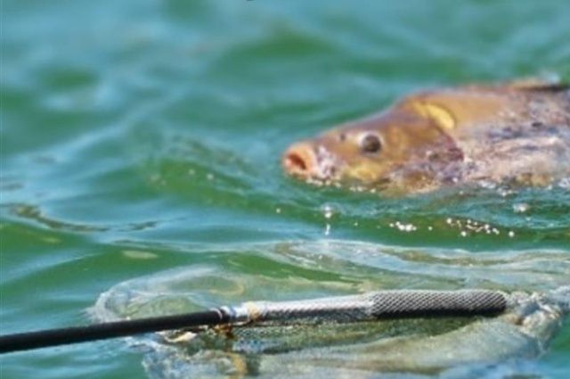 Sivas’ta iç sularda av yasağı tarihi belli oldu
