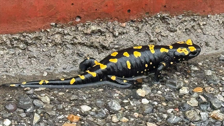 Nesli tehlike altındaki semender Hatay'da görüldü
