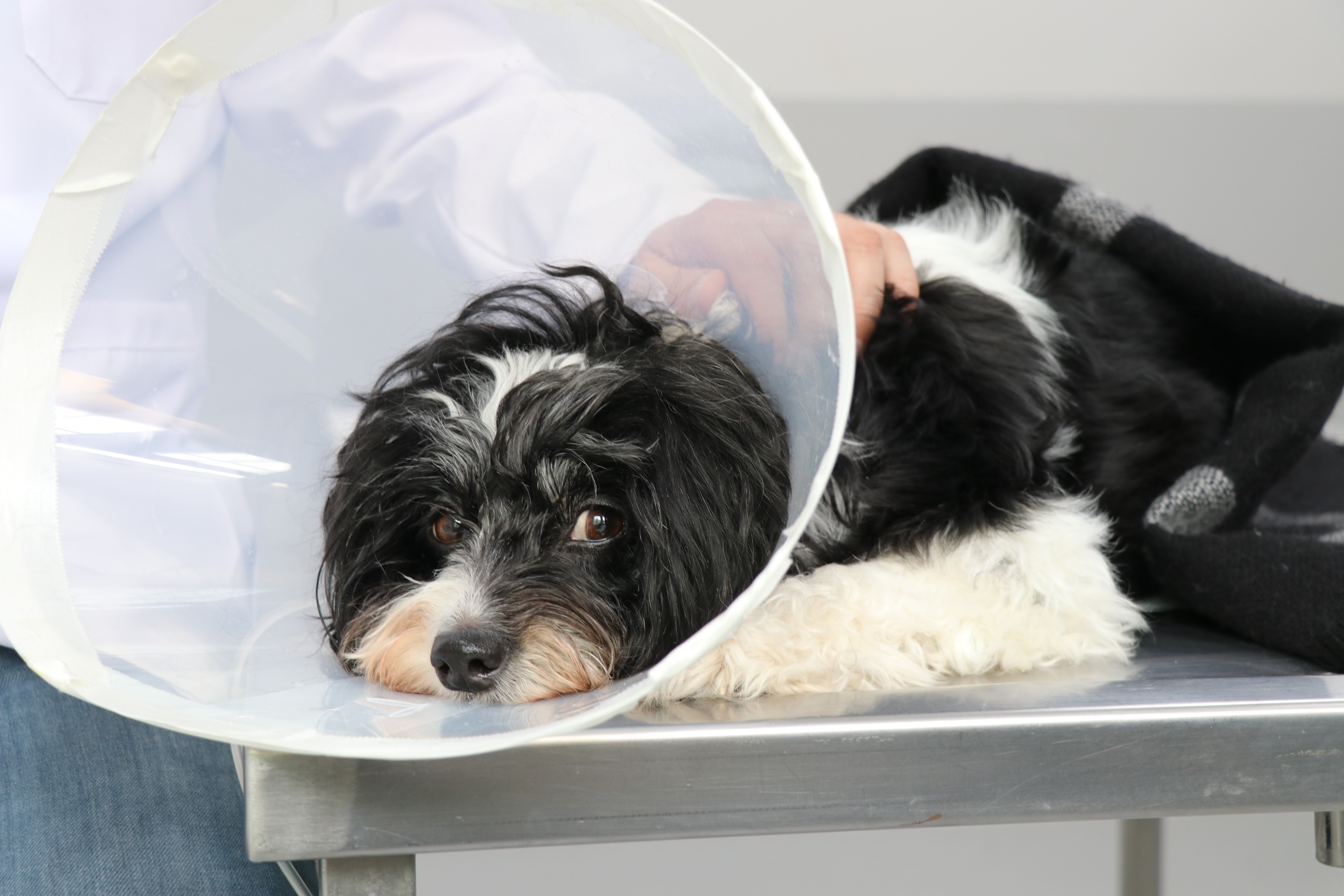 Sivas'ta köpeğin karnından 140 taş çıkı!