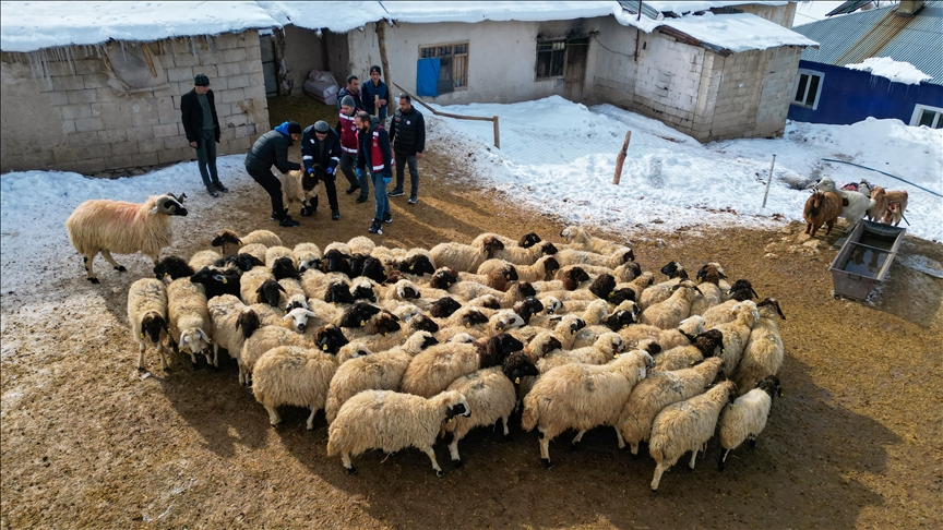 Küçükbaş hayvancılık devlet desteğiyle artıyor