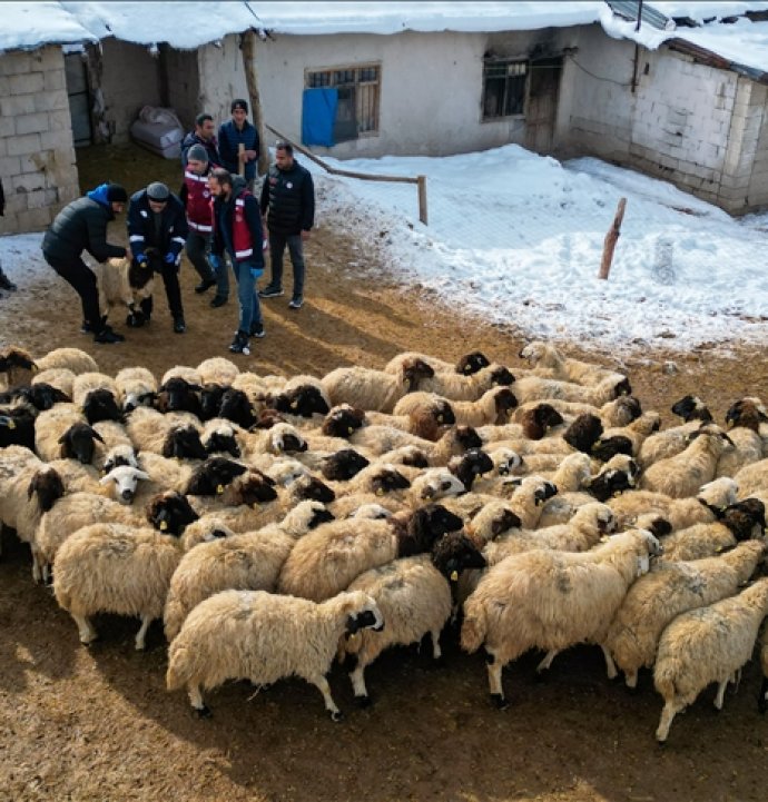 Küçükbaş hayvancılık devlet desteğiyle artıyor