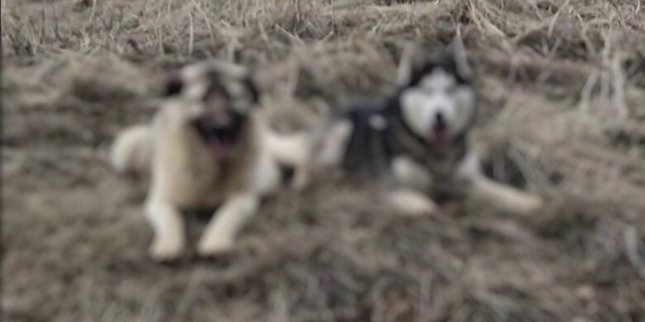 Yavru kangalını arıyordu, öyle bir yerden çıktı ki...