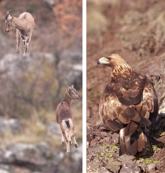 Sivas'taki vahşi yaşam objektiflere yansıdı