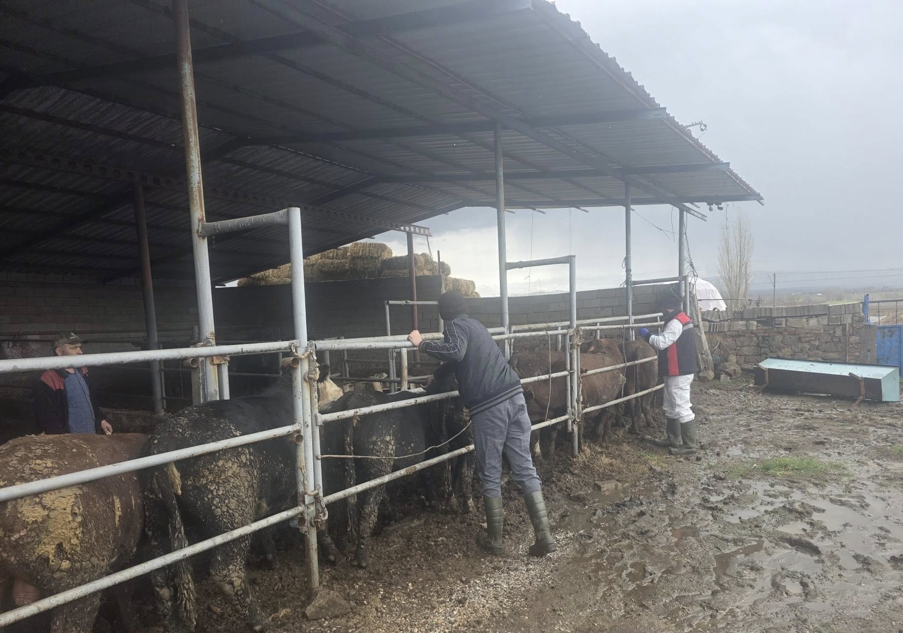 Şarkışla'da ithal besilik sığırlara sıkı denetim