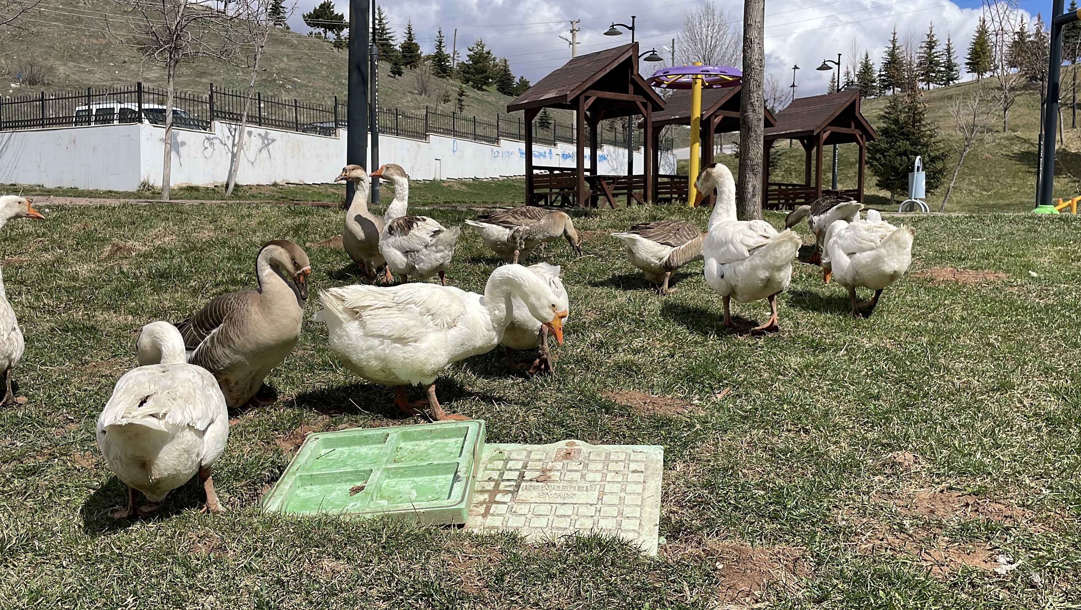 Sivas'ta firar eden kazlar yuvalarına döndü
