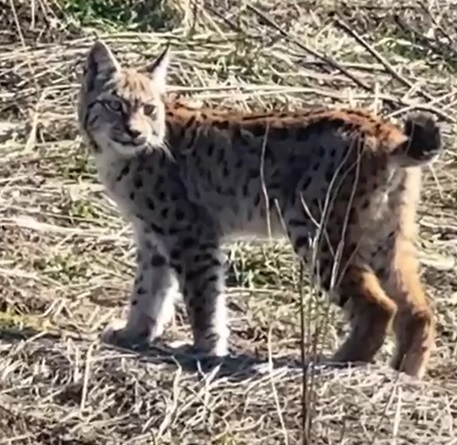 Sivas'ta vaşağın çığlığı kamerada
