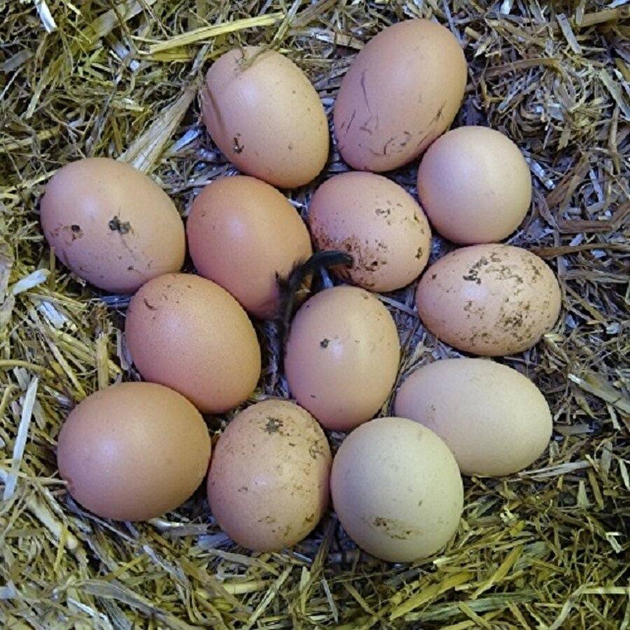 Tarım ve Orman Bakanlığı’ndan kritik "Yumurta" uyarısı: Sakın yıkamayın!