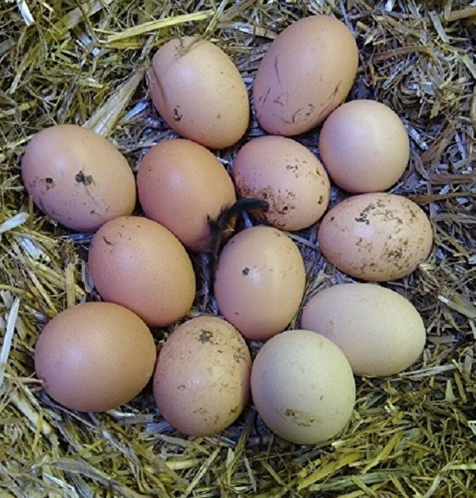 Tarım ve Orman Bakanlığı’ndan kritik "Yumurta" uyarısı: Sakın yıkamayın!
