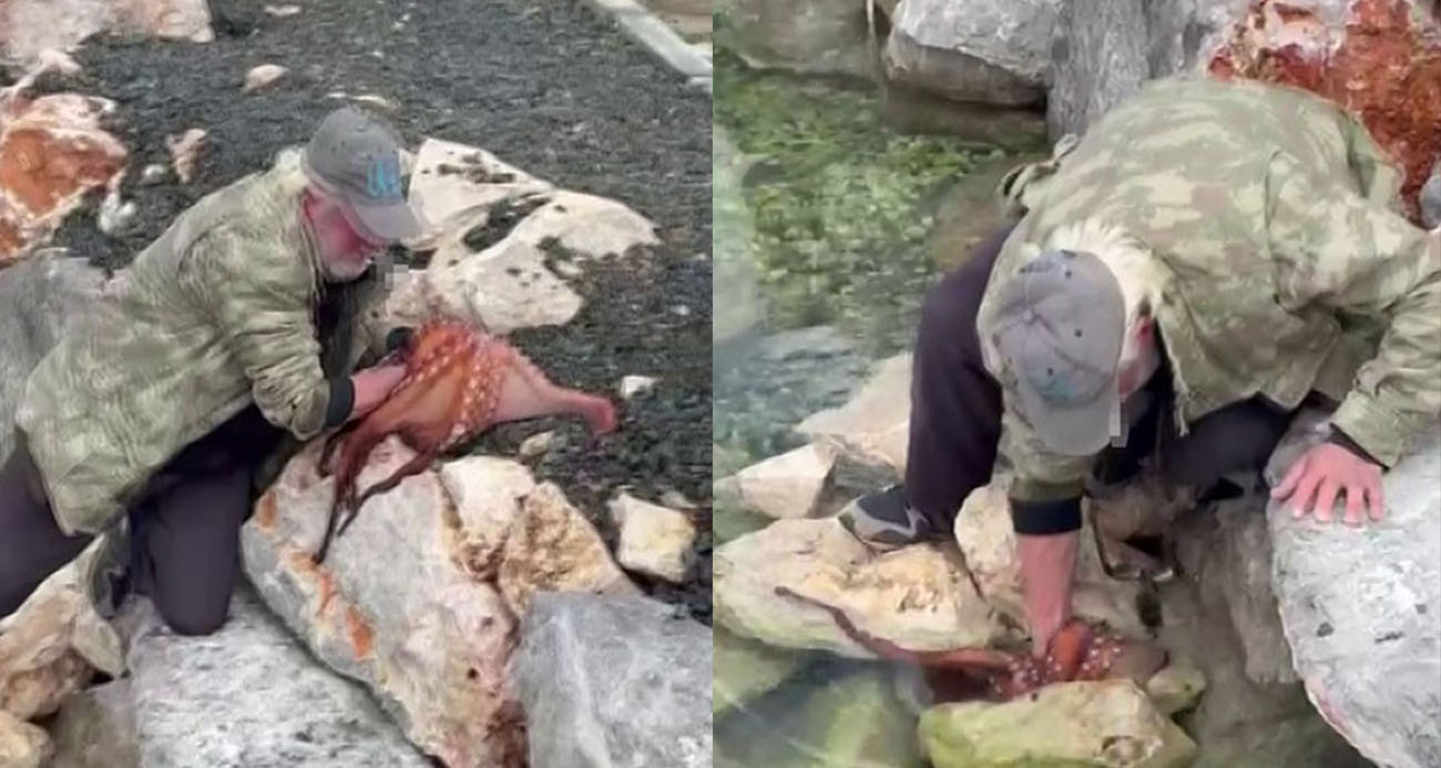 Kayalıktaki dev ahtapotu elleriyle avladı