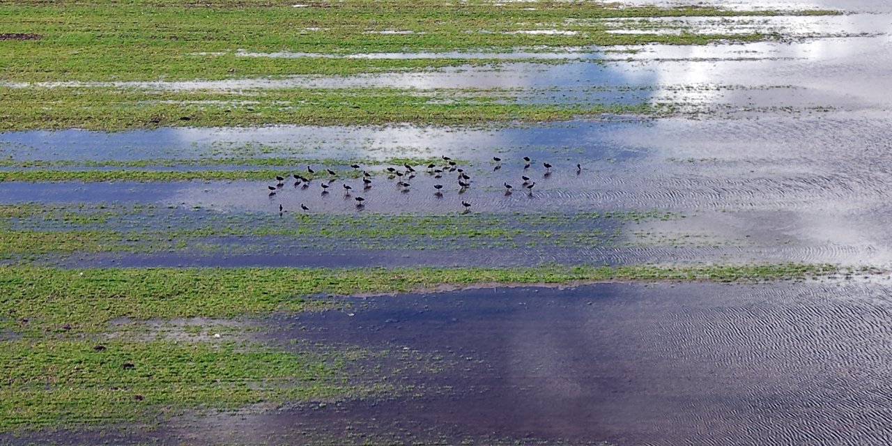 Hafik'te yağışlar gölet oluşturdu