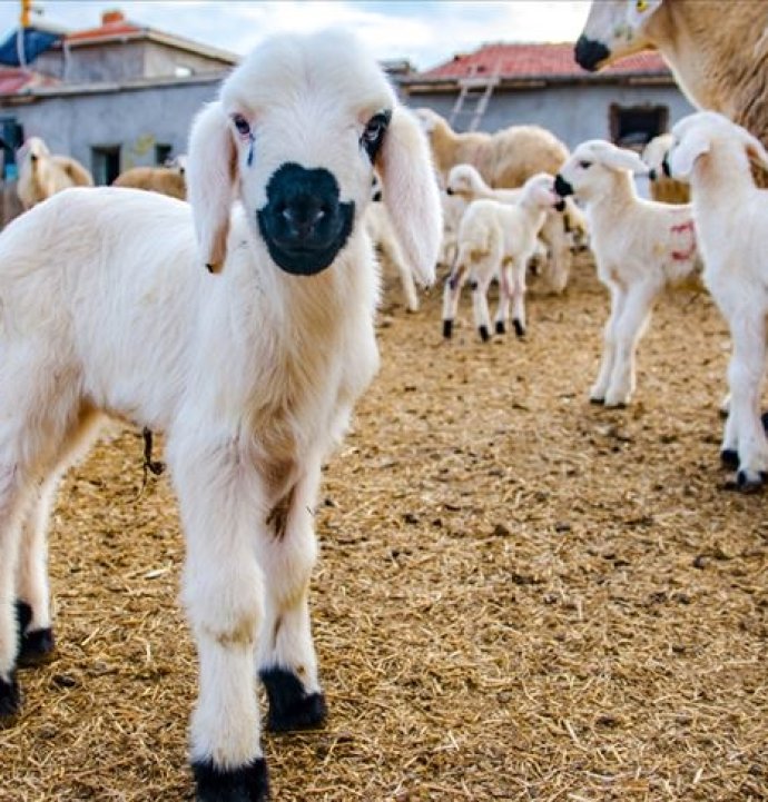 10 soruda Kırsalda Bereket Küçükbaşa Destek Projesi
