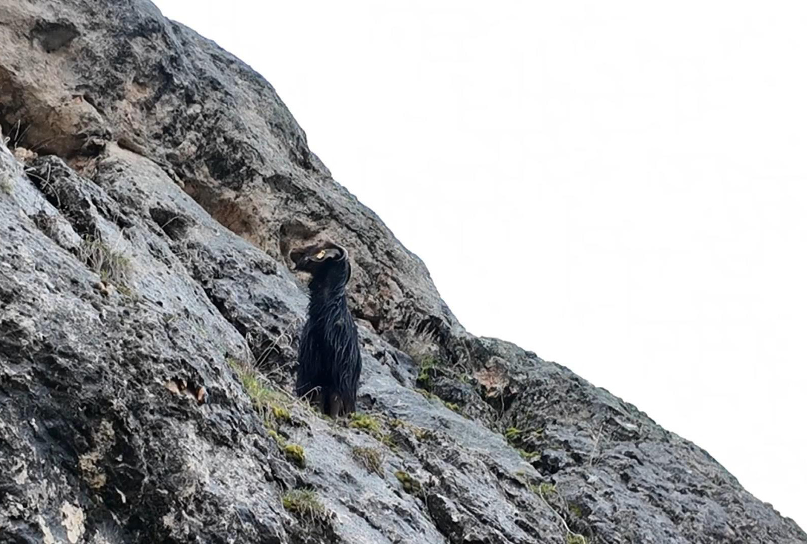 Sivas'ta kayalıklarda mahsur kalan keçi kurtarıldı