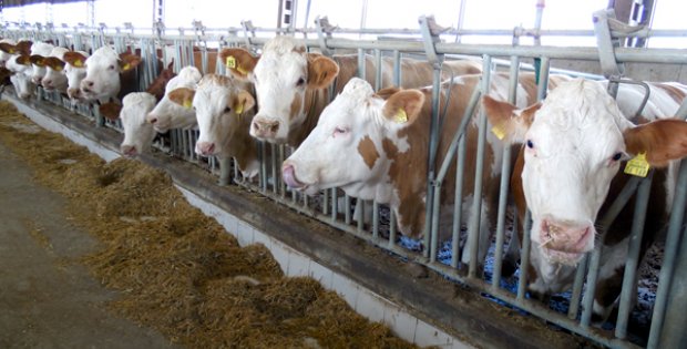 81 Adet Gebe Düve Dağıtıldı
