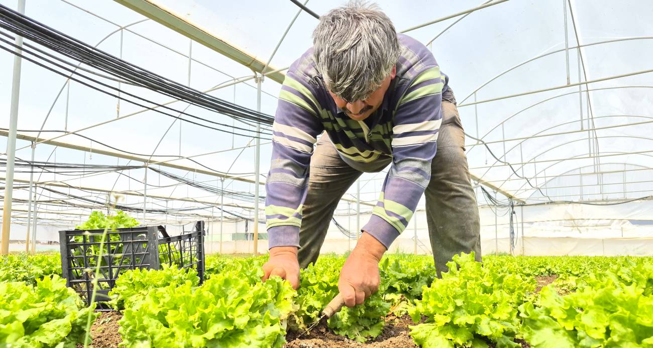 Tarlada 15 lira markette 100 lira!