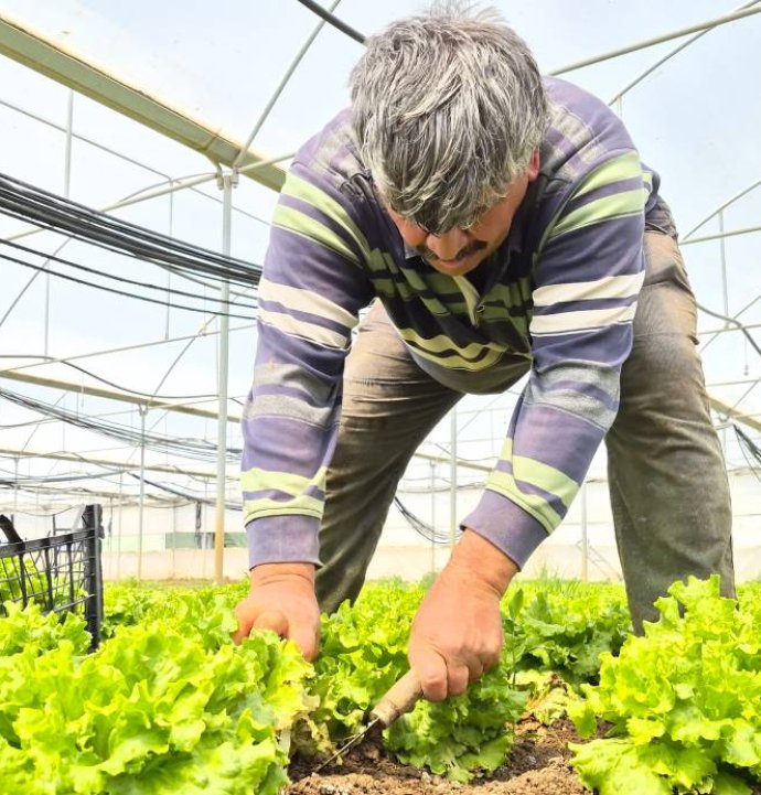 Tarlada 15 lira markette 100 lira!