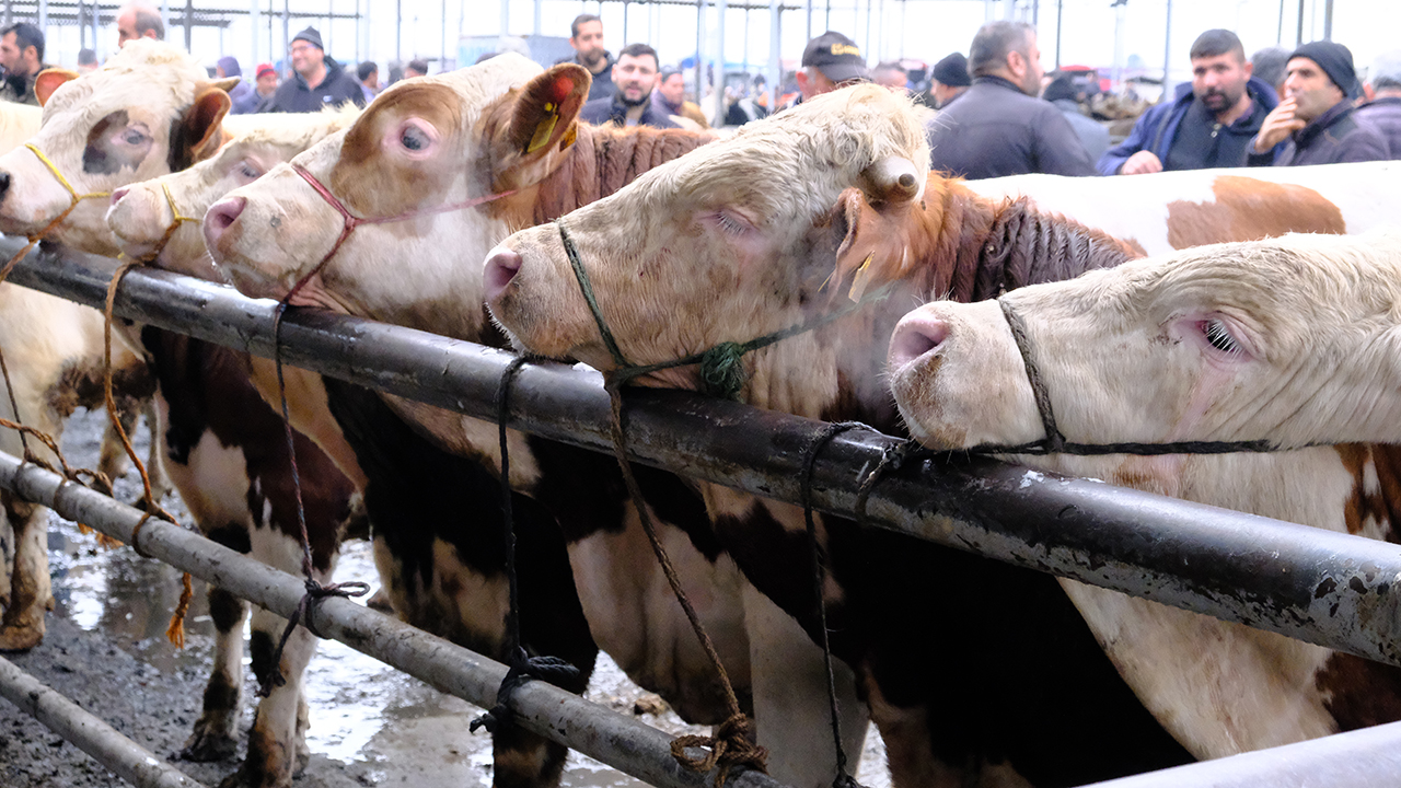 Sivas'ta kurbanlıklarda rakamlar netleşiyor! İşte pazarda son durum