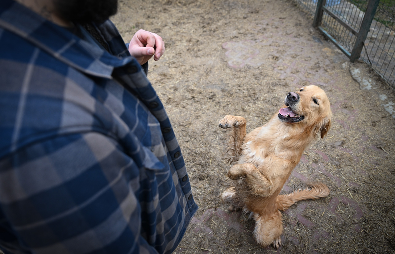 Sahipsiz köpekler yeni hayatlarına hazırlanıyor