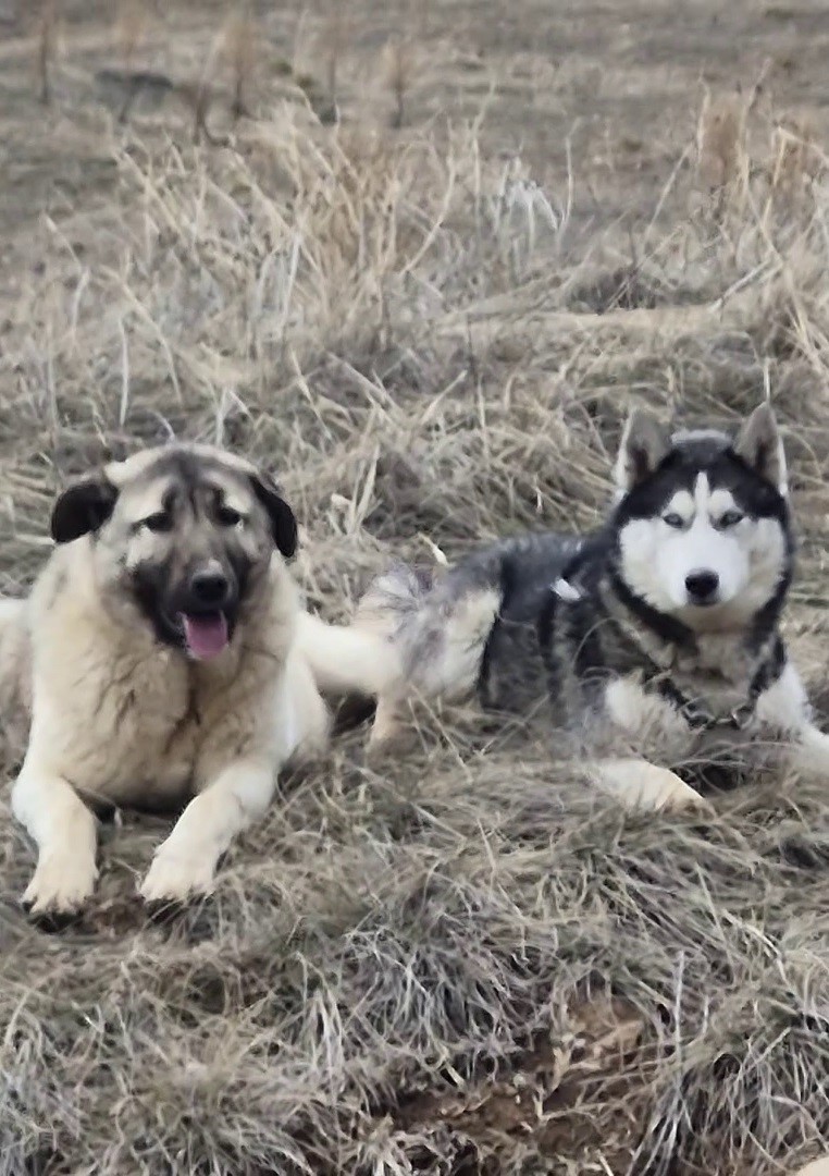 Rus güzele gönlünü kaptıran kangala kadınlardan tepki: "Bizim erkeklerimiz böyledir"