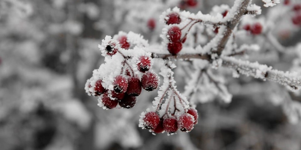 Sivas İl Tarım ve Orman Müdürlüğünden zirai don uyarısı
