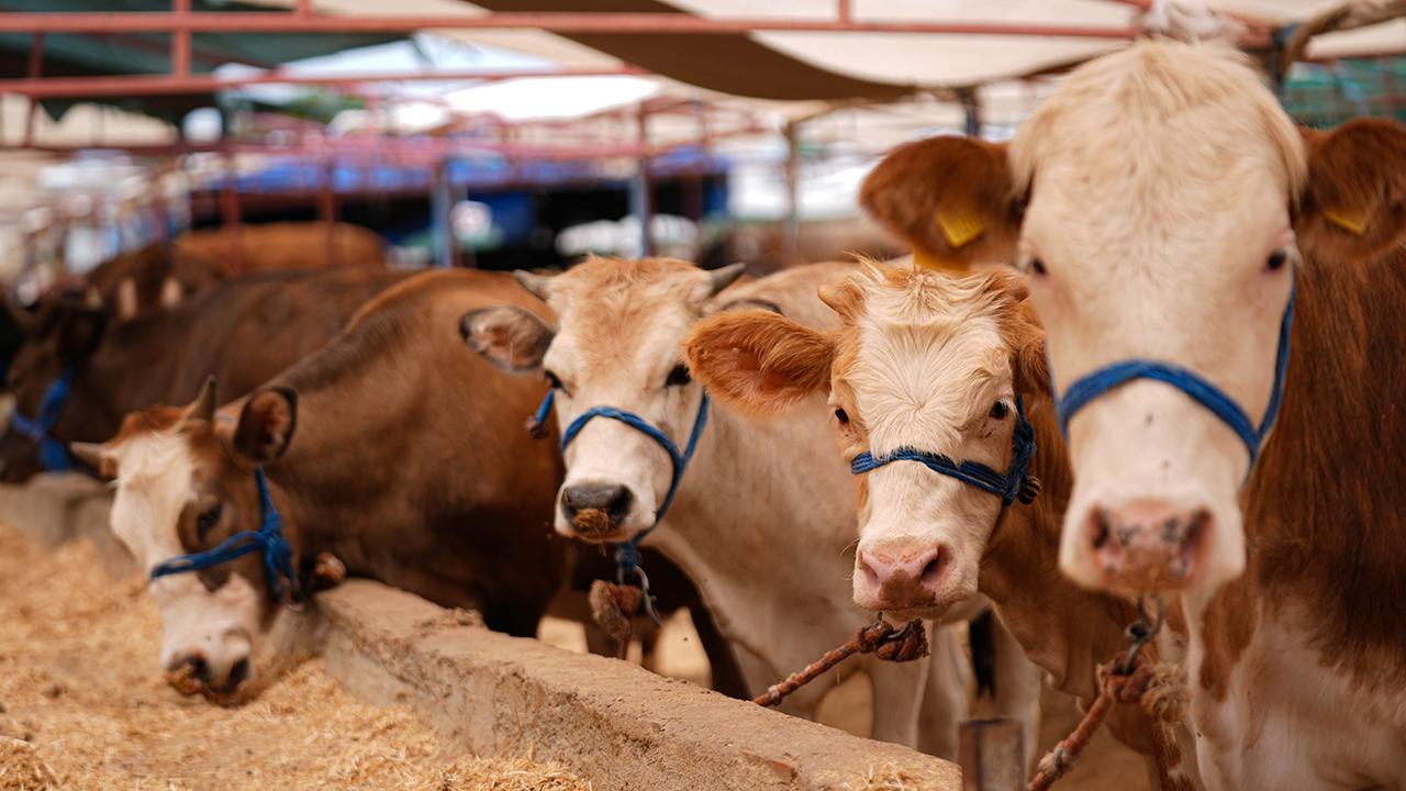 Son dakika: Sivas'ta 2026 kurbanlık fiyatları belli oldu
