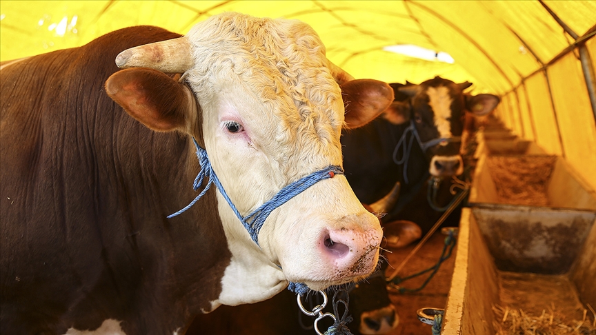 Sivas'ta kurbanlık fiyatı yüzde 46 zamlandı!