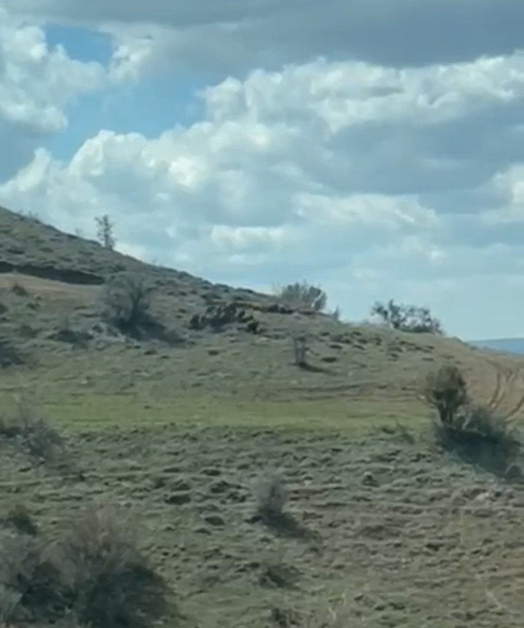 Sivas'ta domuz sürüsü çiftçinin kamerasına böyle yansıdı