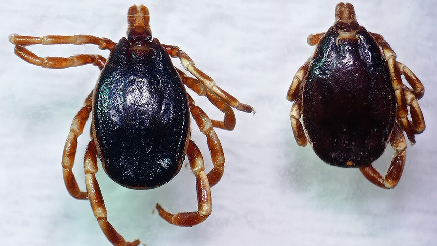 Hava sıcaklıklarının artmaya başlamasıyla "kenelere karşı dikkat edin" uyarısı