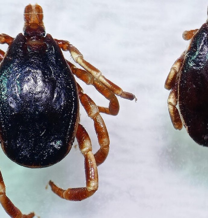 Hava sıcaklıklarının artmaya başlamasıyla "kenelere karşı dikkat edin" uyarısı