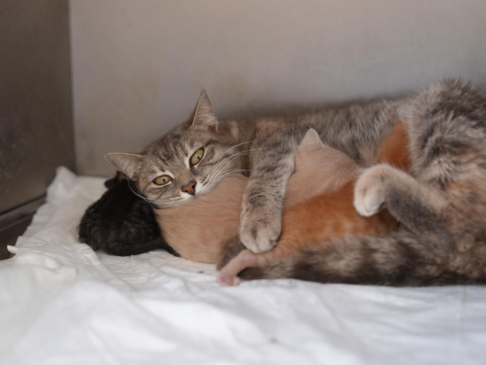 Ölümden dönen yavru kedilere süt anne kucak açtı