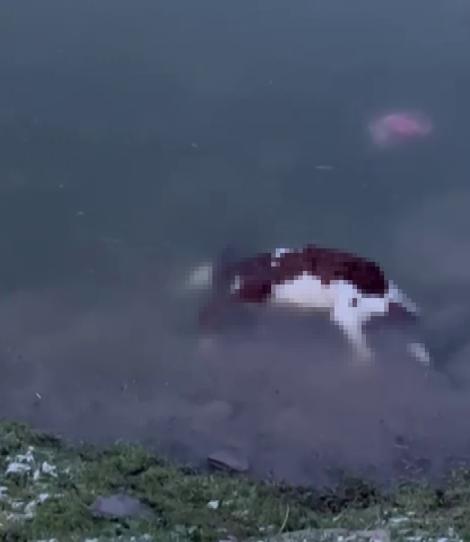 Sivas’ta yürek burkan olay! Kaçan buzağı barajda can verdi